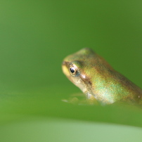 2cm　未満