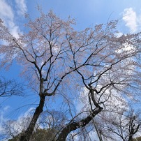 平野神社一番の桜？