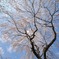平野神社一番の桜？－２