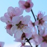 桜の同族アーモンド(バラ科サクラ属)