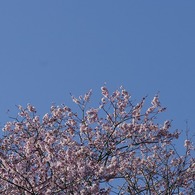 桜日和_IMG5370