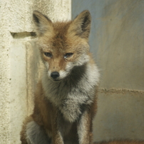 盛岡市動物公園　４