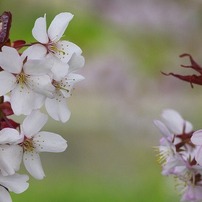 花いちもんめ_IMG5713