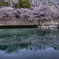 大岡川の桜-2　HDR