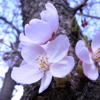 桜　一番好きな写真