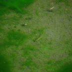 小魚とアメンボと藻