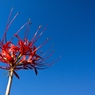 To sky "Spider lily"