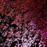 夜の桜たち