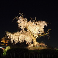 円山の桜