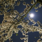 夜桜