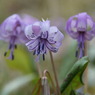 カタクリの花