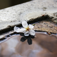 sakura