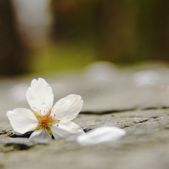 sakura