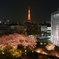 春の毛利庭園と東京タワー夜景