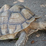 到津の森公園