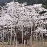 淡墨桜