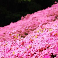 白野江植物公園