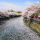 横浜大岡川の桜
