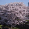 朝の桜