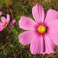 四季折々の花々