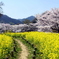 奈良明日香村　桜と菜の花