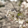 明石公園の桜