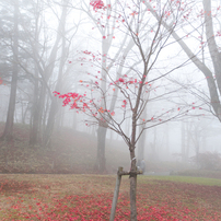 幻想的な紅葉と、華厳の滝