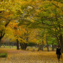 Sapporo in Autumn 