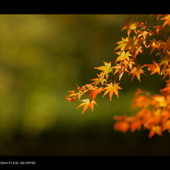 2011 紅葉 