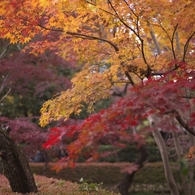 平林寺紅葉4