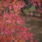 平林寺紅葉6