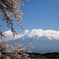 富士山と桜。