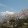 富士山と桜。