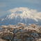 富士山と桜。