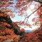 鳳来寺山の紅葉