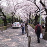 青山霊園　桜のトンネル