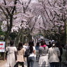 青山霊園　桜吹雪