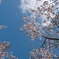 空　桜