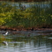 Black-winged Stilt