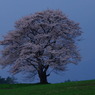 2008.4薄暮の一本桜