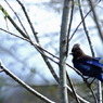 Steller's Jay 3