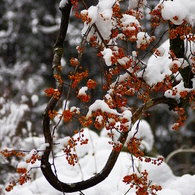 積もると知らで　積もる　白雪　（仮題）