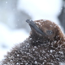 ペンギン何を思う？