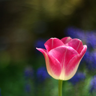 tulip2