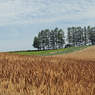 赤麦の丘