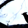 Steller's Jay　６