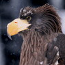 Sea Eagle～もうきん舎にて