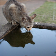 お水♪