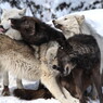 Timber Wolf Family