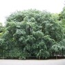 夏の六義園の桜